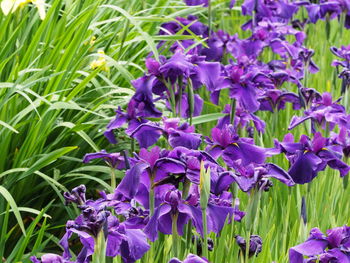 Close-up of purple flowering plants on field