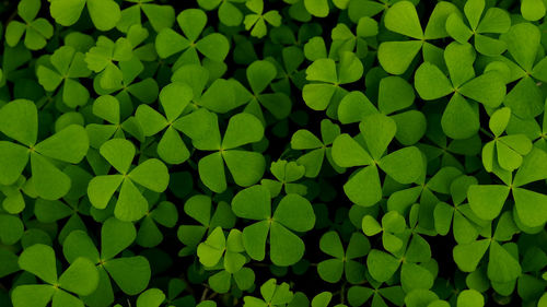 Full frame shot of green leaves