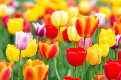 Close-up of tulips