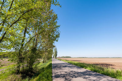 Empty road amidst trees against clear blue sky