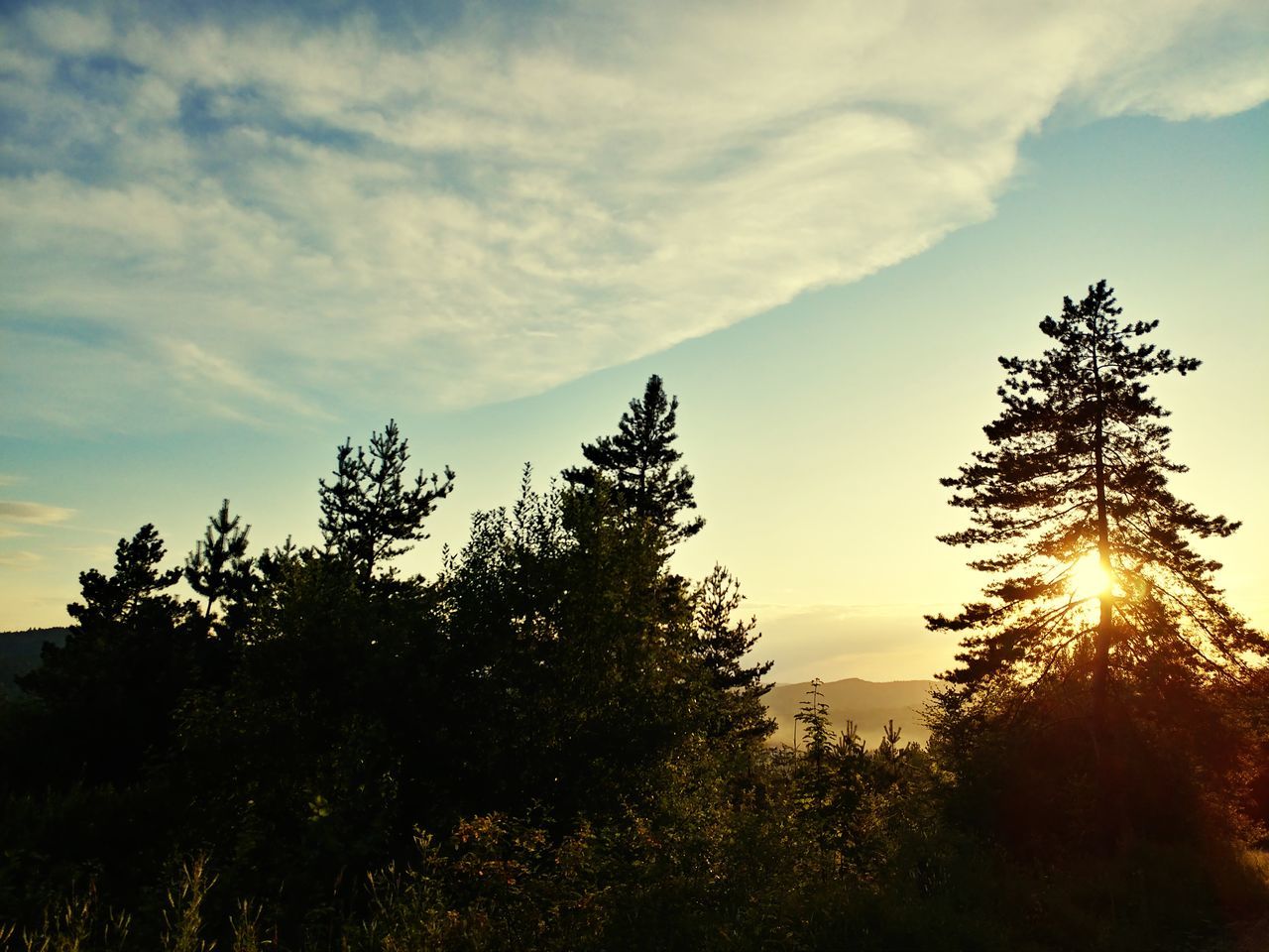 sky, tree, plant, cloud - sky, sunset, beauty in nature, tranquility, tranquil scene, scenics - nature, growth, silhouette, nature, non-urban scene, no people, low angle view, outdoors, orange color, idyllic, sunlight, land, coniferous tree