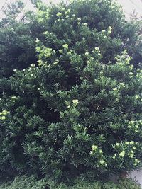 Plants growing on tree