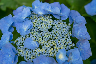 Close-up of blue hydrangea flowers