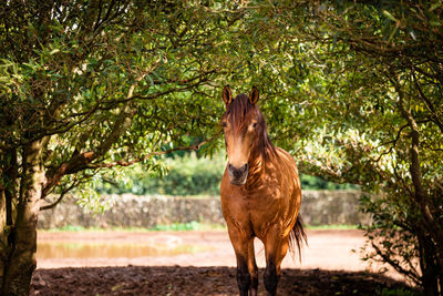 Horses on pasture, in the heard together, happy animals, portugal lusitanos