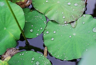 Close-up of leaves on leaf