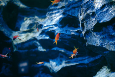 Close-up of fish swimming in water