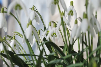 Close-up of white flowers