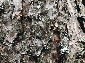 Full frame shot of tree trunk