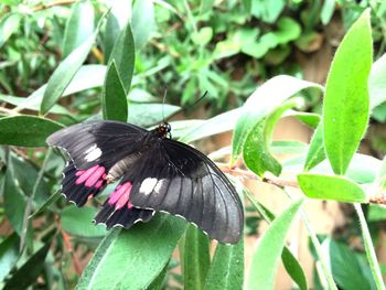 Butterfly on flower