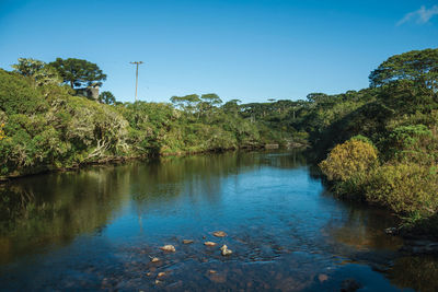 Clear water on a creek in a forest at the aparados da serra national park at cambara do sul. brazil.