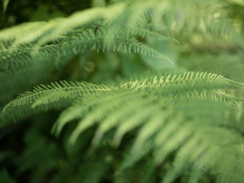 Close-up of fern leaves