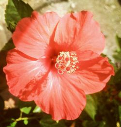 Close-up of red flower