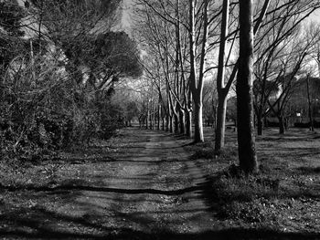 Footpath amidst trees in forest