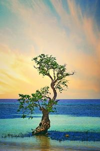 Tree by sea against sky during sunset