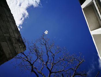 Low angle view of tree against blue sky