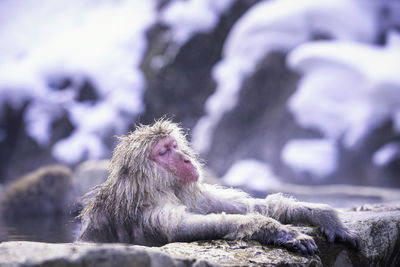 During winter, you see monkeys soaking at hakodate is popular hot spring. snow monkeys soak in japan