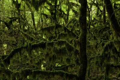 Full frame shot of trees in forest