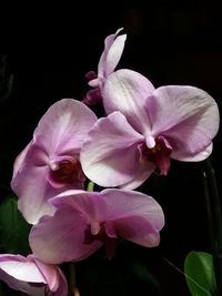 Close-up of pink orchids against black background