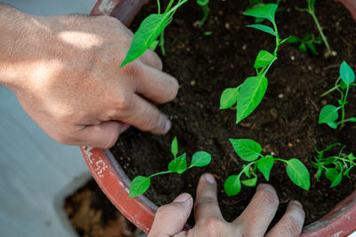 Cropped image of person holding plant