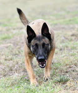 Portrait of dog running on field