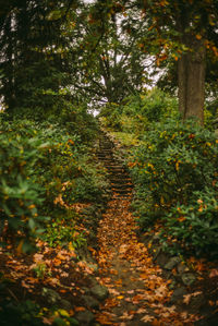 Trees in forest