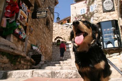 Dog in front of building