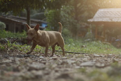 View of dog standing on field