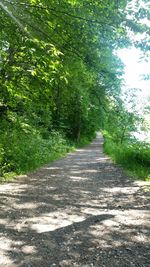 Footpath along trees