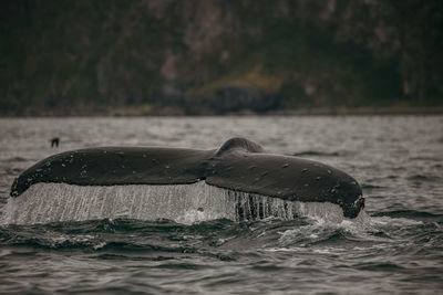 Whale tail in dutch harbour alaska