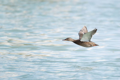 Mallard duck female  flying over water