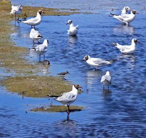 Groupe of seagull