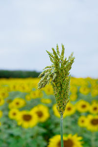 Close-up of yellow flowering plant on field