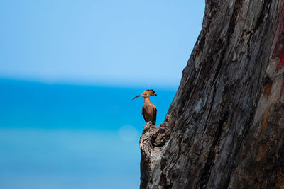 Close-up of bird perching on tree against blue sky