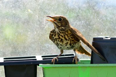 Close-up of bird perching on plastic container
