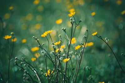 Close-up of yellow flowering plant on field