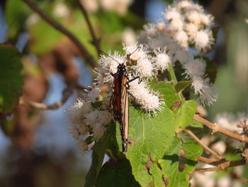 Close-up of bee on flower