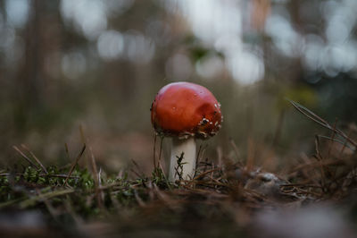 Close-up of mushroom growing on field