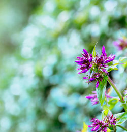 Close-up of pink flowers