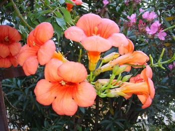 Close-up of red flowers