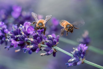Close-up of bees pollinating on lavender