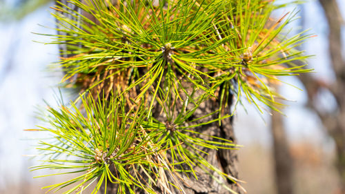 Close-up of pine tree