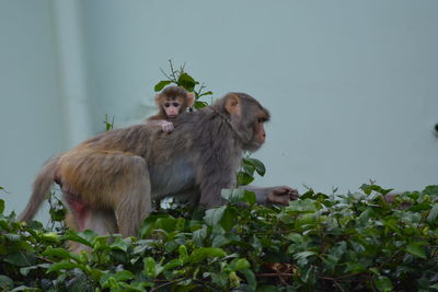 Monkeys with plants against sky