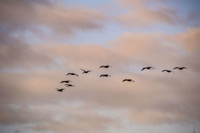 Low angle view of birds flying in sky