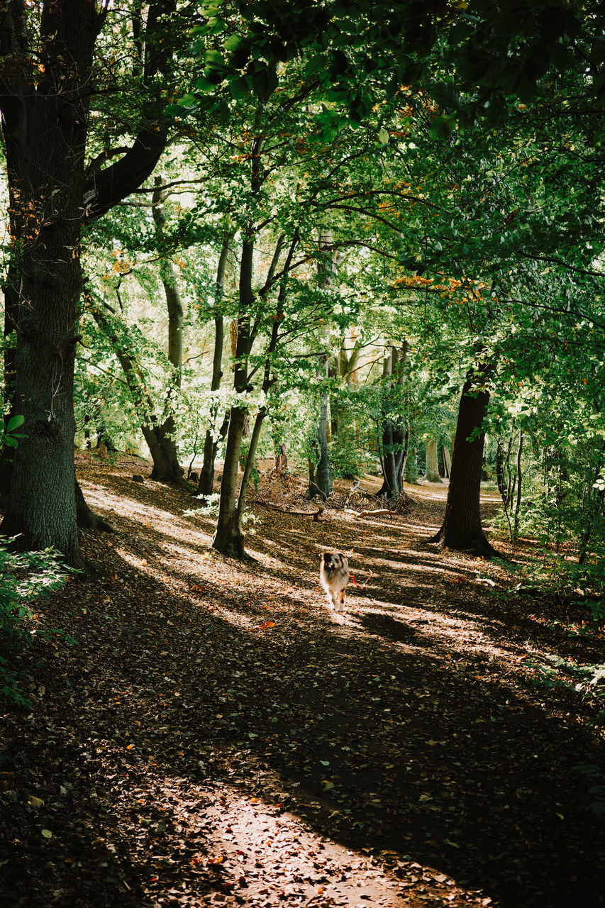 tree, plant, leaf, sunlight, nature, land, woodland, forest, autumn, tree trunk, trunk, green, tranquility, beauty in nature, natural environment, shadow, growth, no people, day, tranquil scene, outdoors, footpath, environment, landscape, scenics - nature, plant part, non-urban scene, the way forward, morning, light, branch, road, park