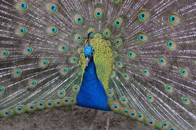 Close-up portrait of peacock