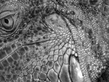 Close-up of lizard