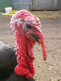 Close-up of rooster