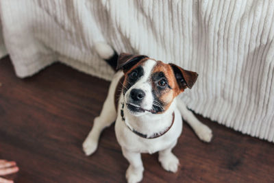 Cute puppy dog jack russell terrier looking at camera in home