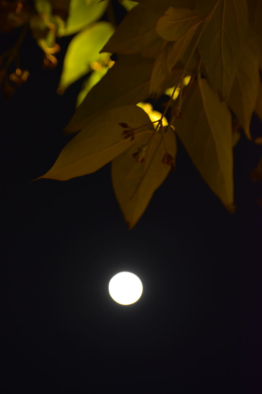 yellow, moon, light, night, beauty in nature, leaf, plant, nature, no people, plant part, full moon, darkness, astronomical object, sky, macro photography, flower, close-up, outdoors, flowering plant, dark, fragility, growth