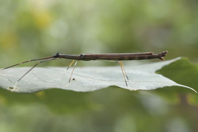 Close-up of insect on leaf